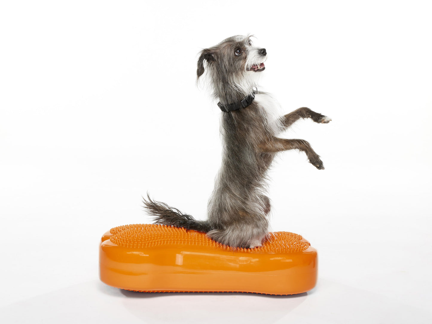 Regular K9FITbone Dog Balance Training Platform