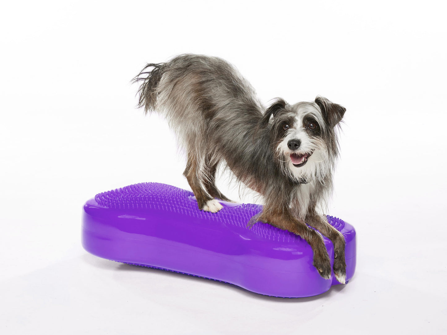 Regular K9FITbone Dog Balance Training Platform
