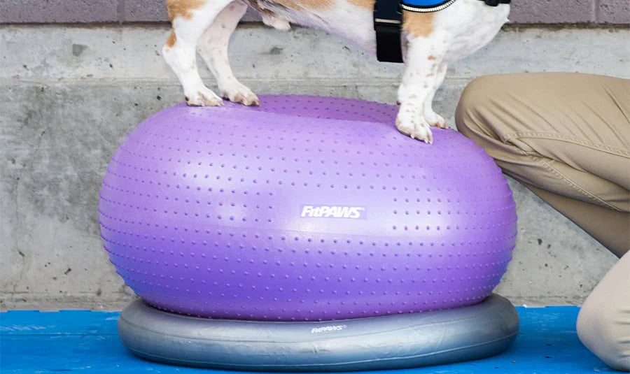 FitPaws Circular Product Holder (For Trax Donut)