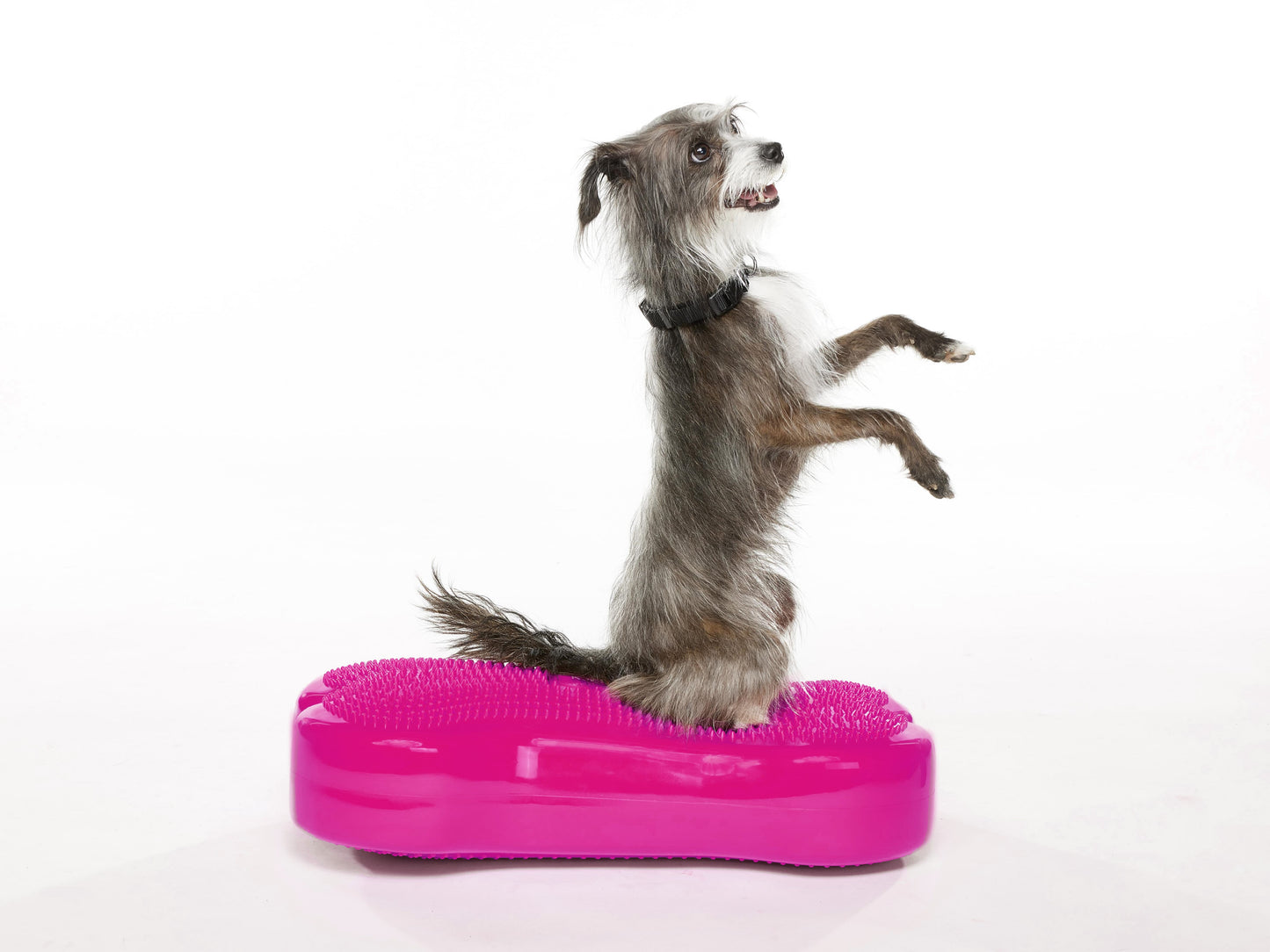 Regular K9FITbone Dog Balance Training Platform