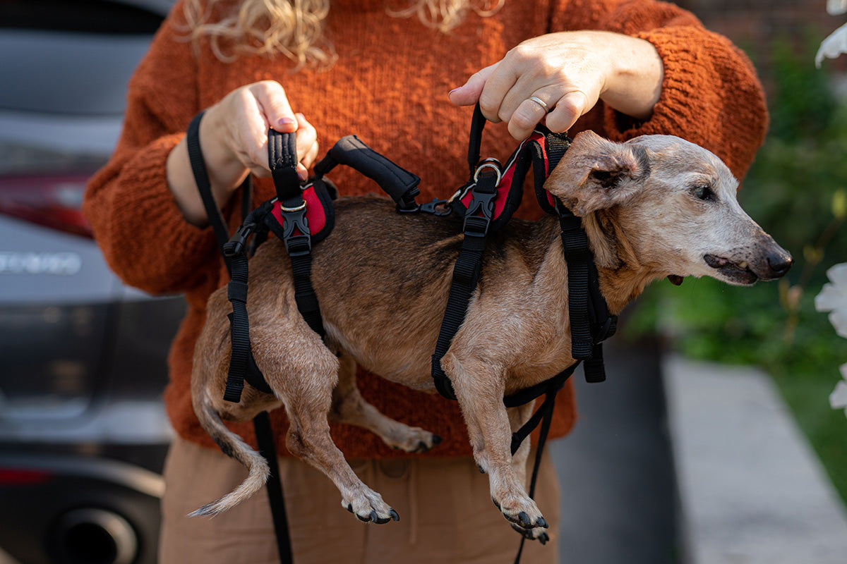 Help 'Em Up Harness