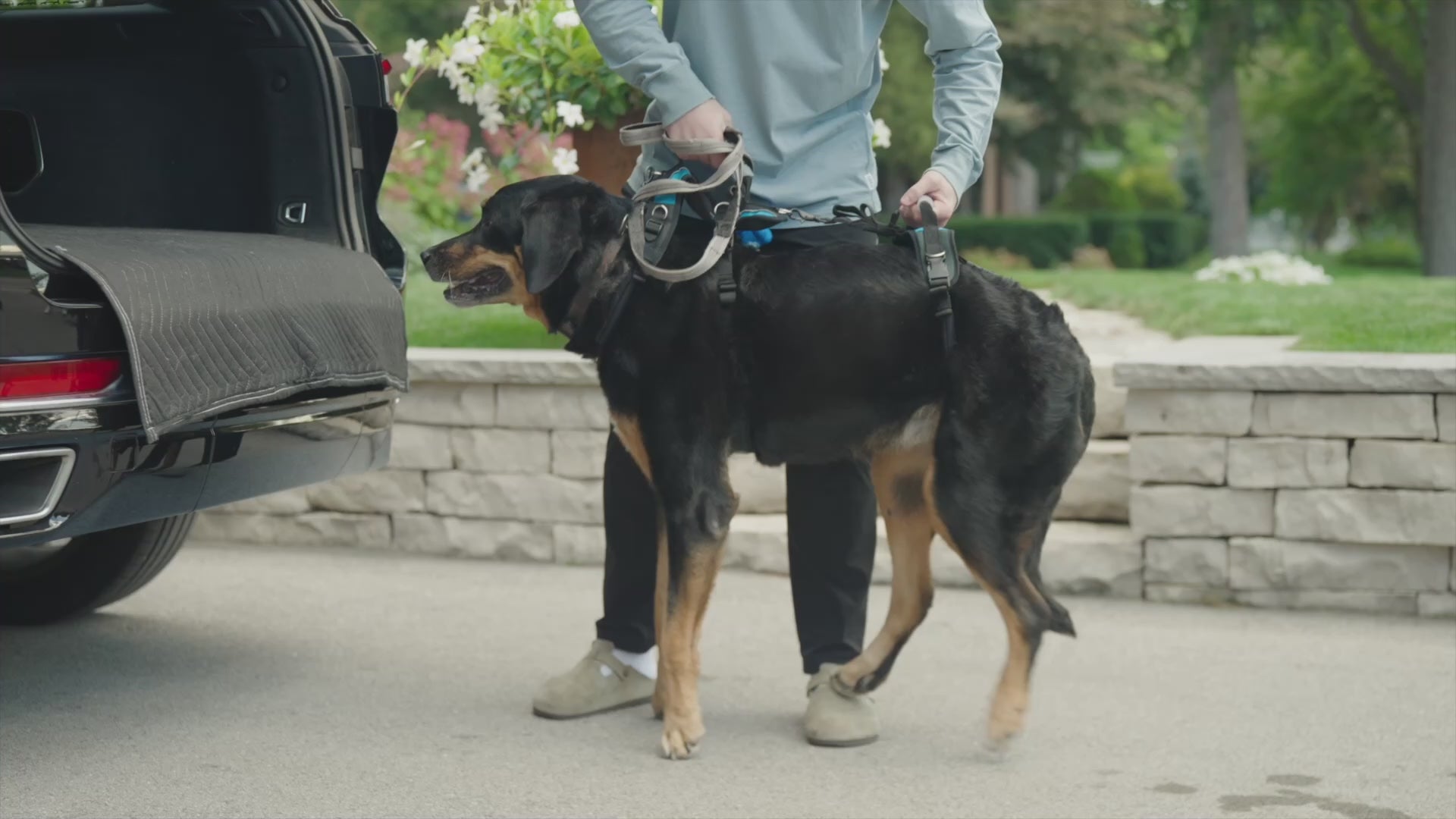 Load video: Help &#39;Em Up Harness in action used for lifting dogs